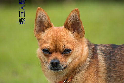 绿巨人黑科技破解版黄软(ruǎn)