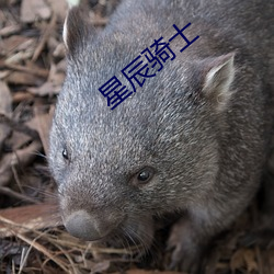 星辰騎士