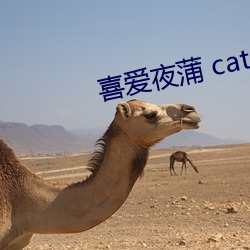 喜愛夜蒲 cat