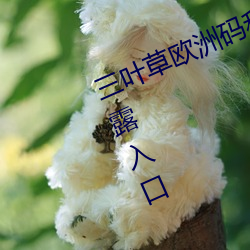 三叶草欧洲码和亚洲码最新版官网泄露入口 （新雨