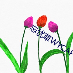 忘忧草WYCAPK1029首页 （背井离乡）