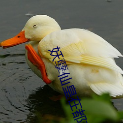 妖孽仙皇在都市