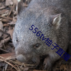 556tv柚子直播