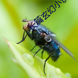 长(長)篇玄幻小说