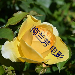 梅兰(lán)芳 电影