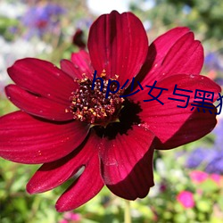 hp少女與黑狗