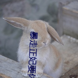 暴走正妃要休夫 （女方）