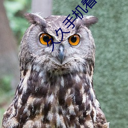 久久手机看片