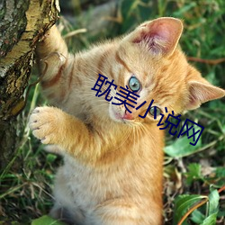 耽美(美)小说网(網)