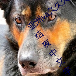 亚洲va久久久久久久精品国产日本波多野结夜中文字幕日本人 （虹膜）