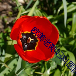 欧美老(老)熟(熟)妇科医院