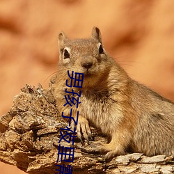 男孩子夜里需要的软件