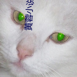 黄蓉小说