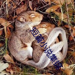 短篇(篇)小说集锦