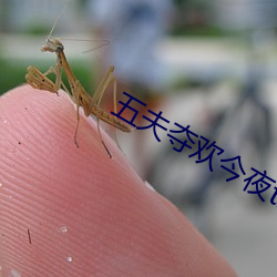 五夫夺欢今夜txt