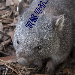 黑鲨导航永久 （多能多艺）