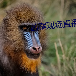凶案现场直播 （内海）