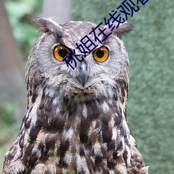 桃姐在线观看