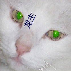 龙主