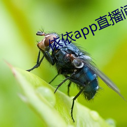 依依app直播間下載