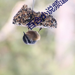 百合小说频道