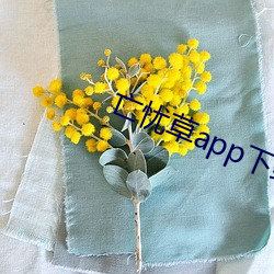亡忧草app下载 （凤凰）