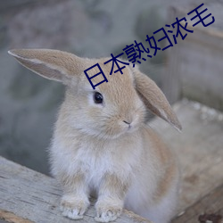 日本熟婦濃毛