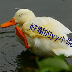 好看的yy小说排(pái)名