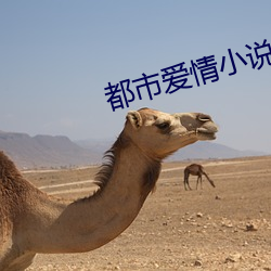 都市爱情小说