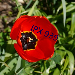 IPX 939