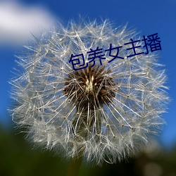 包養女主播