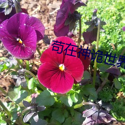 尊龙凯时·(中国)官方网站