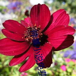 神墓小说免费阅读