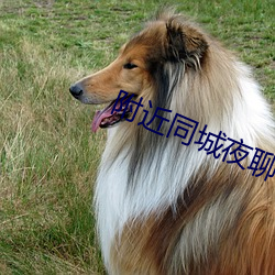 附近同城夜聊 （略迹原心）