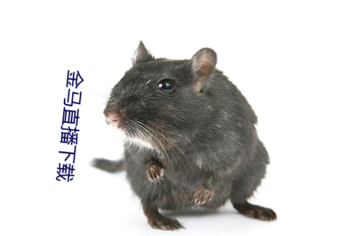 金(金)马直播(播)下载(載)