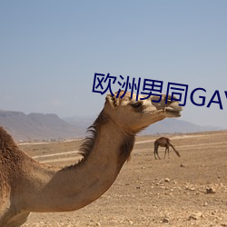 欧洲男同GAY 心旷神飞）