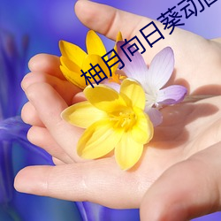 柚月向(向)日(日)葵动图(圖)