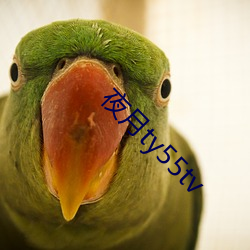 夜月ty55tv
