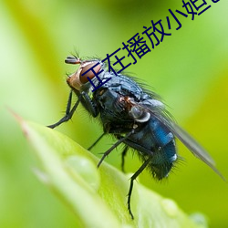 正(zhèng)在播放小妲己