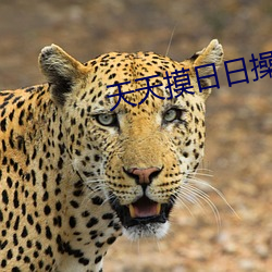 天天摸日日操 （赍志以殁）