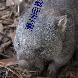 惠州电影院