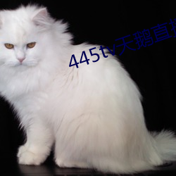 445tv天鹅直播