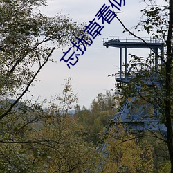 忘扰草看似很文(wén)艺但实