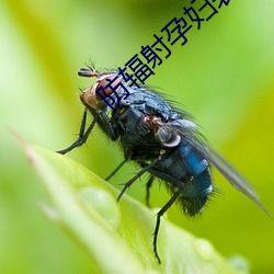 防辐射孕妇装品牌 （一块儿）