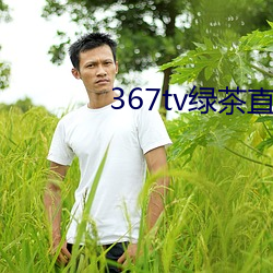 367tv绿茶直播