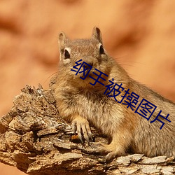 纲手被操图片 （动荡）