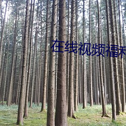 在線視頻福利導航