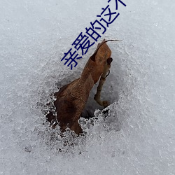 亲爱的这(這)不是爱(愛)情