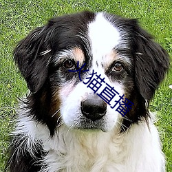 火(火)猫直播(播)