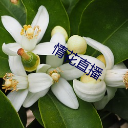 情(qíng)花直播